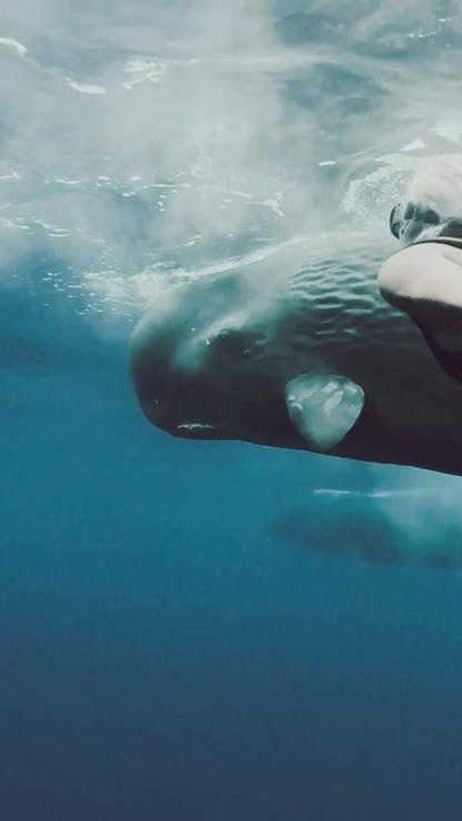 PRIVATE RETREAT IN MAURITIUS. SOUND. OCEAN. WHALES. HEALING